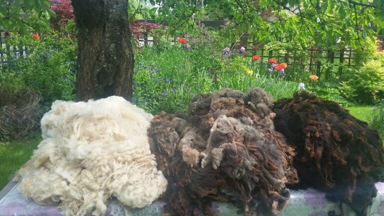 three raw sheep fleeces (white, light brown, brown) on a table in a garden