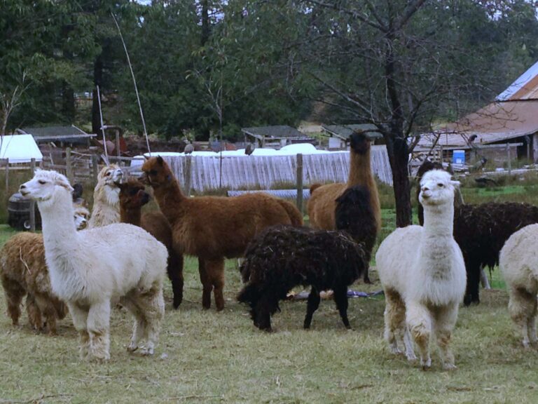 alpacas in a field