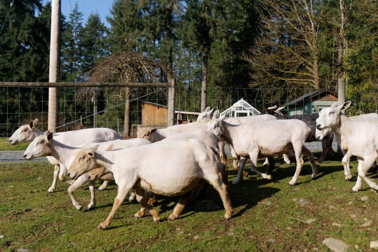 herd of freshly shorn sheep in the sunshine