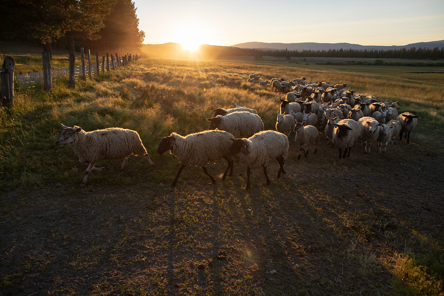sheep heading to barn at sunset