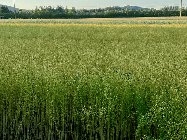 field of flax with seed heads, wooded hills in far distance