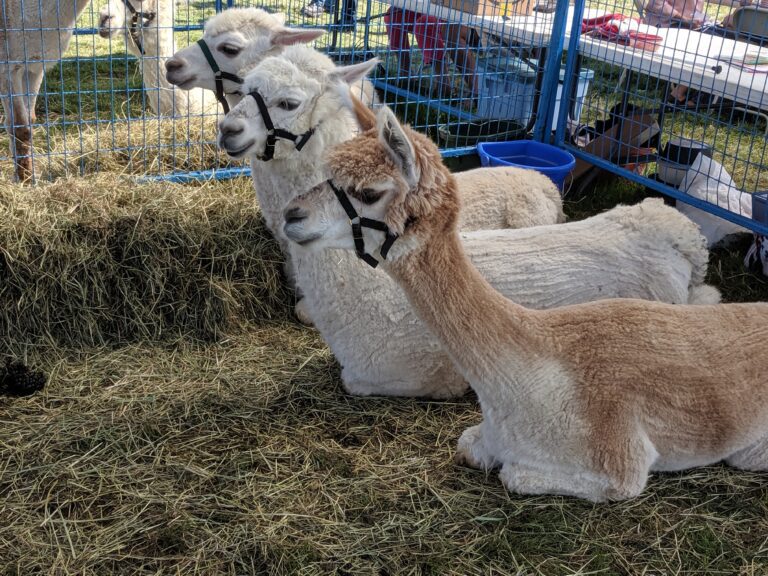 three alpacas (2 cream, 1 brown) resting on a pile of straw looking out the left side of the picture.