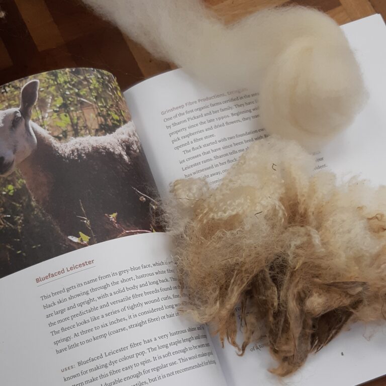 unwashed locks and combed fibre, both bluefaced leicester, sitting on top of a book open to a picture of a bluefaced leicester sheep on a sunny day