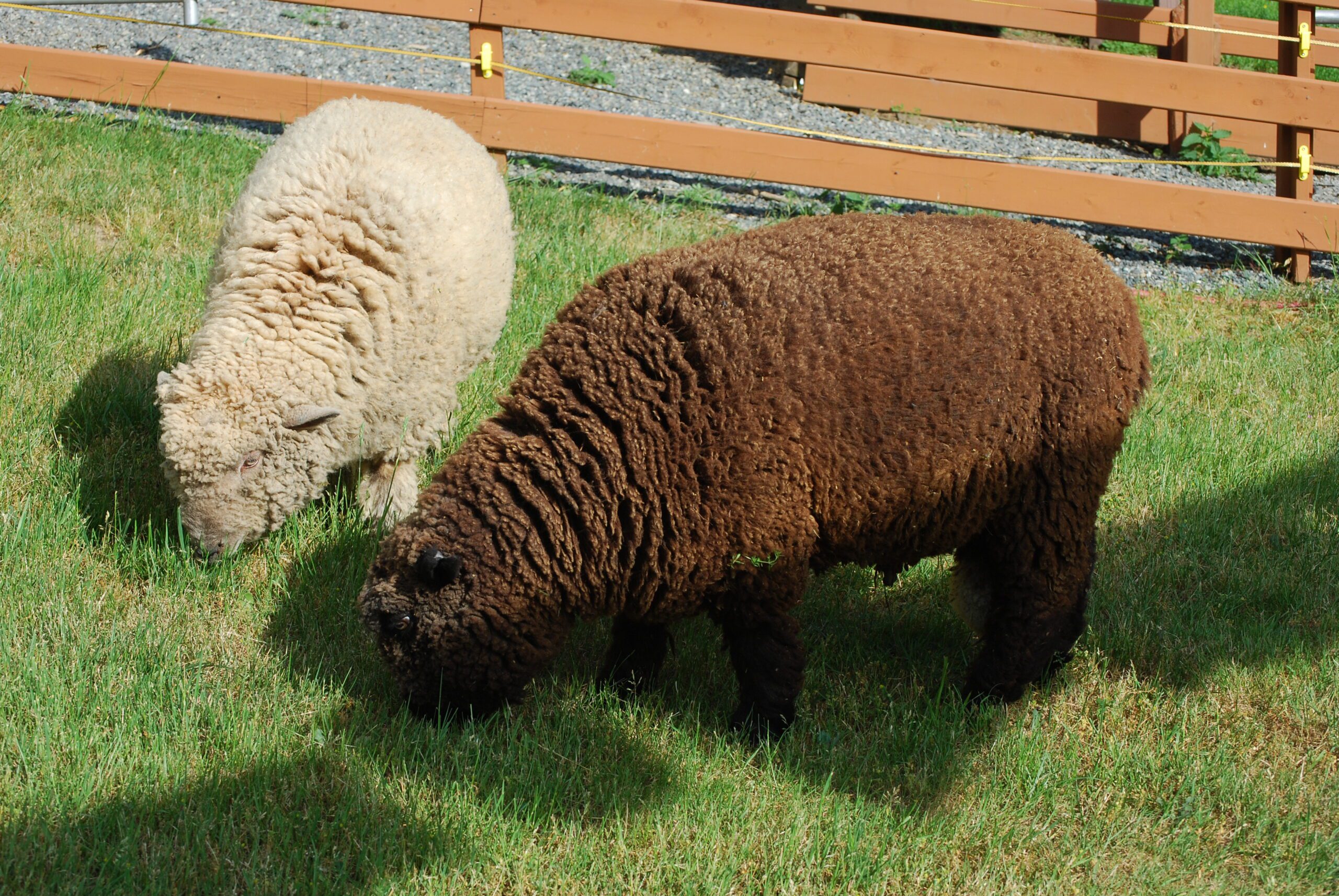 A brown babydoll sheep and a white babydoll sheep on a green grass field with a brown fence in the background.
