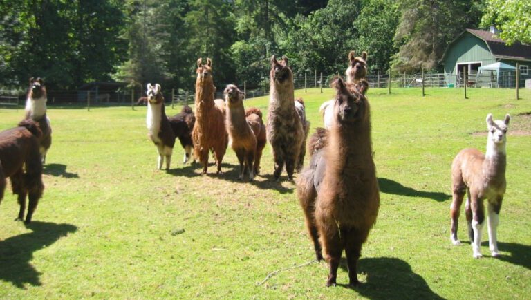 herd of brown mini llamas on a grass field