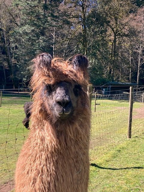 Millstream Miniature Llama Farm | Vancouver Island Fibreshed