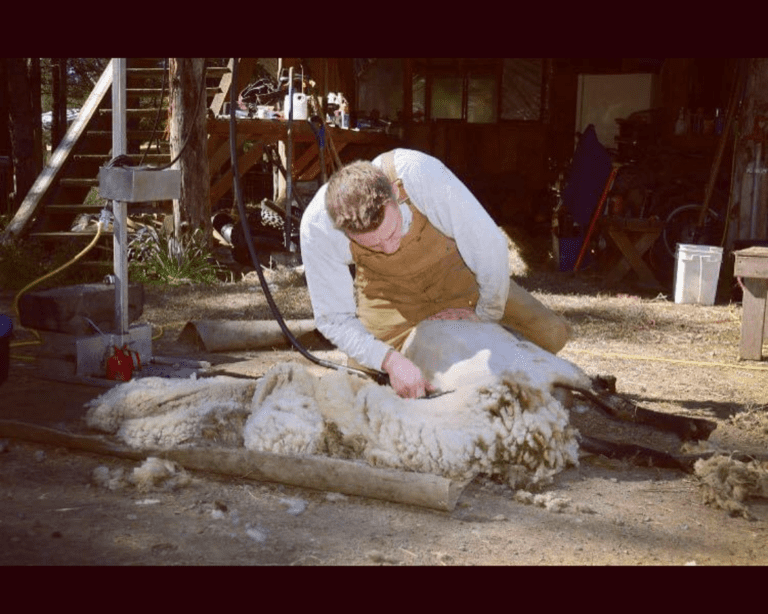 Man shearing a white sheep