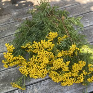 a pile of tansy with bright yellow flowers and lacy green leaves on a wood deck