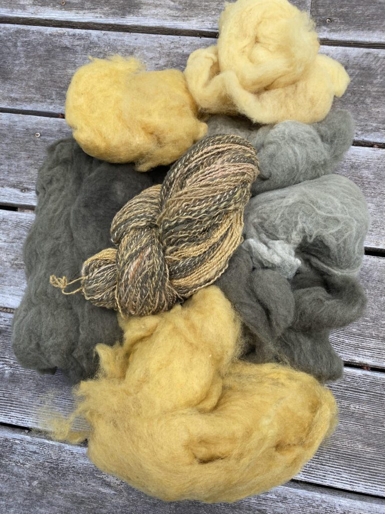 a pile of carded wool that has been dyed with tansy, showing the yellow and green colours that can be obtained with a multicolour handspun skein, all resting on a wood deck