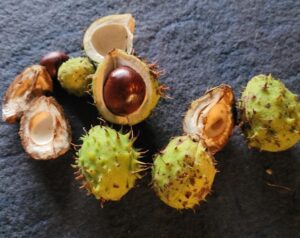 horse chestnut conkers and husks on a black slate table.