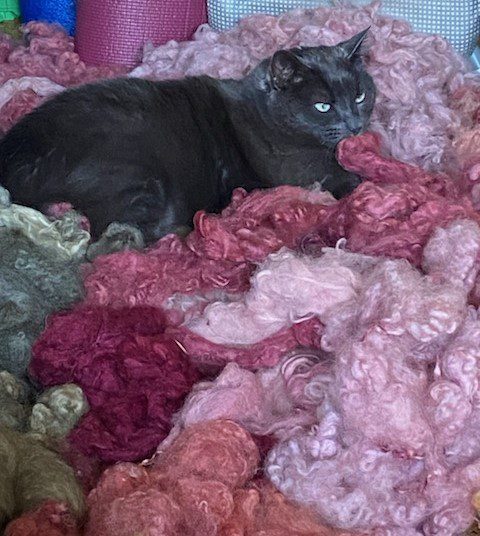 a black cat rests on a pile of alpaca and wool fleece that has been dyed with lobster mushrooms into many different pinks and greens. 