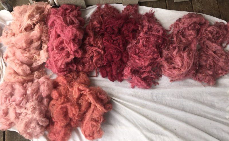 Piles of dyed fleece resting on a white sheet. The fleece ranges from light pink through coral to dark marooon. 