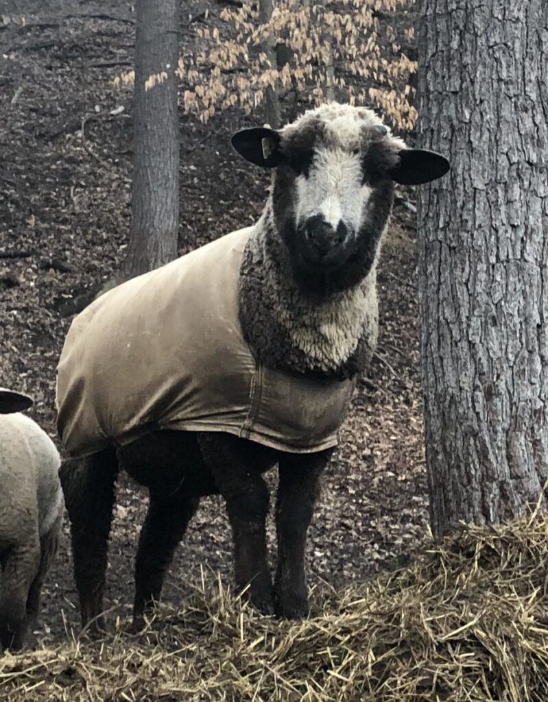 white faced brown sheep in a brown coat facing the camera, standing next to a tree trunk. 