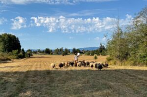 Farmer on dry grassy field with sheep on sunny day