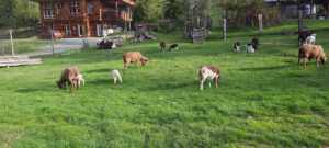 sheep on green grass orchard