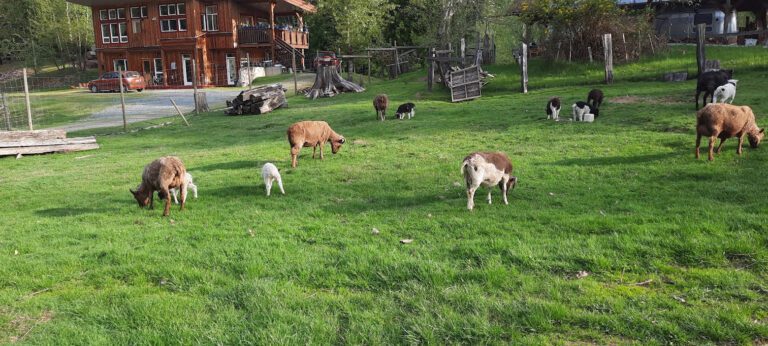 sheep on green grass orchard