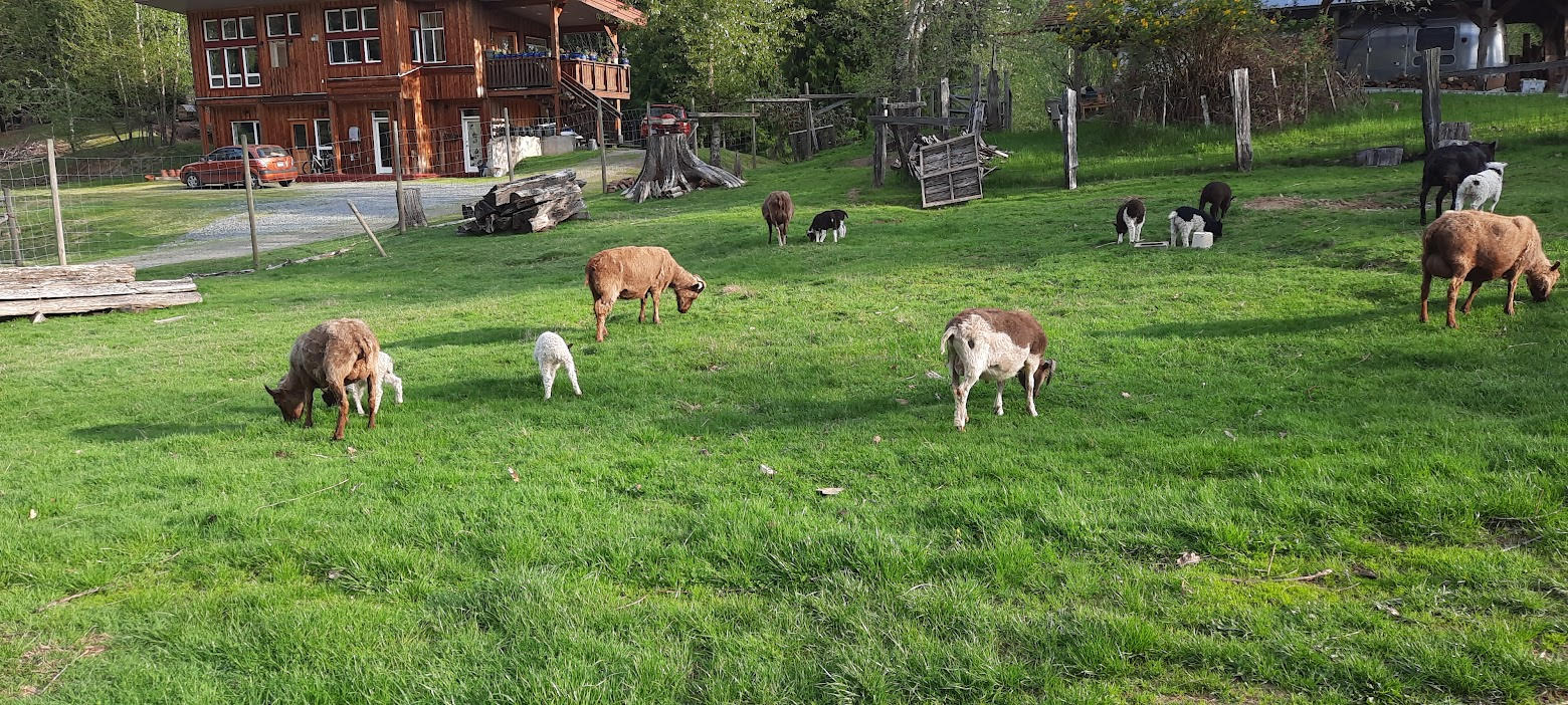 sheep on green grass orchard