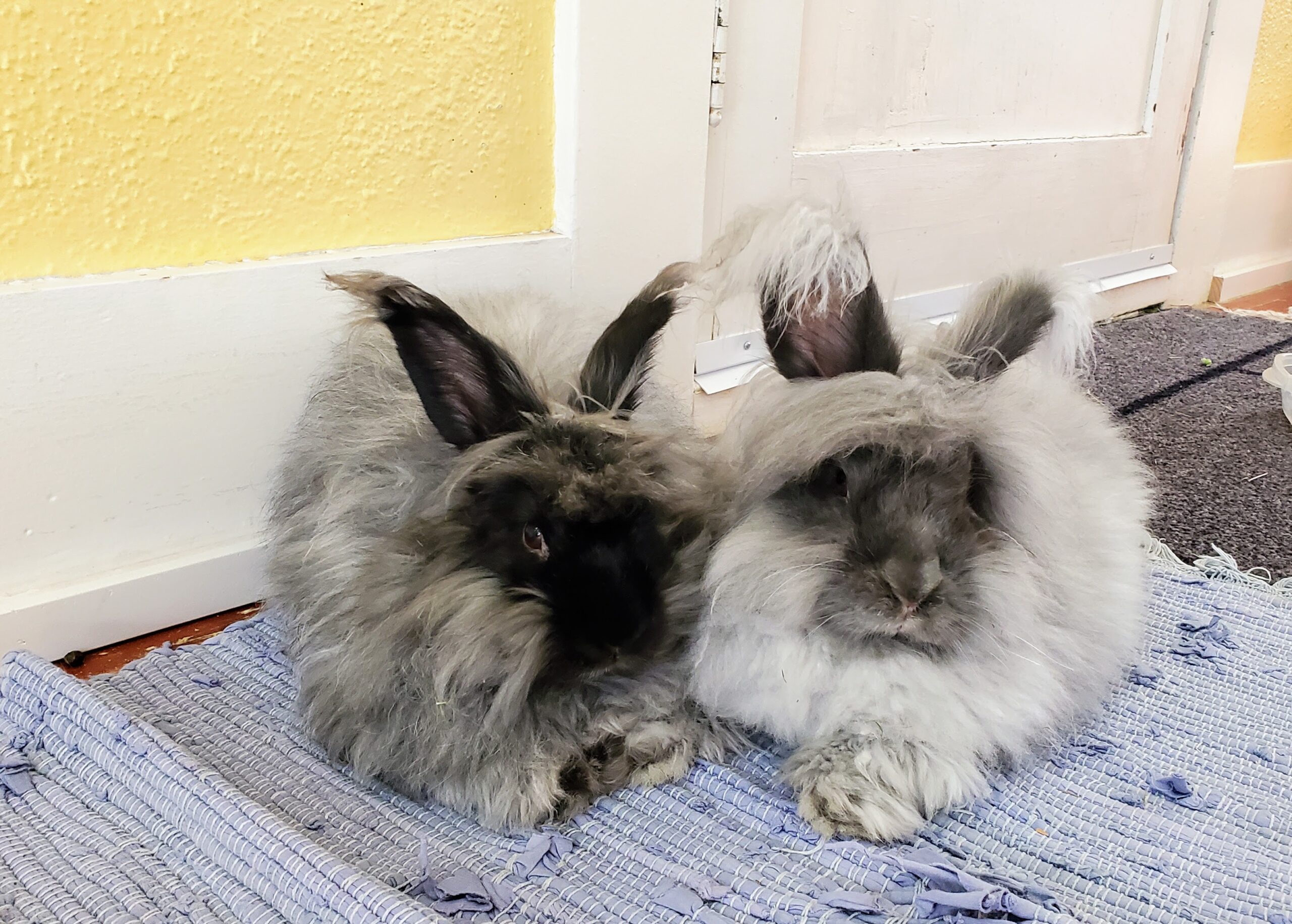 Two light grey angora rabbits on a blue woven mat.