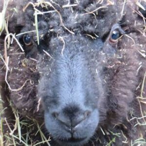 close up of a brown Romney sheep face