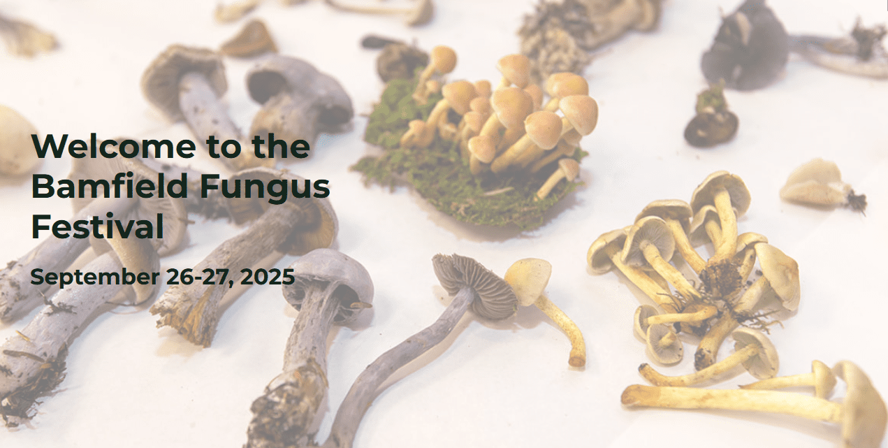 photo of small mushrooms on white table