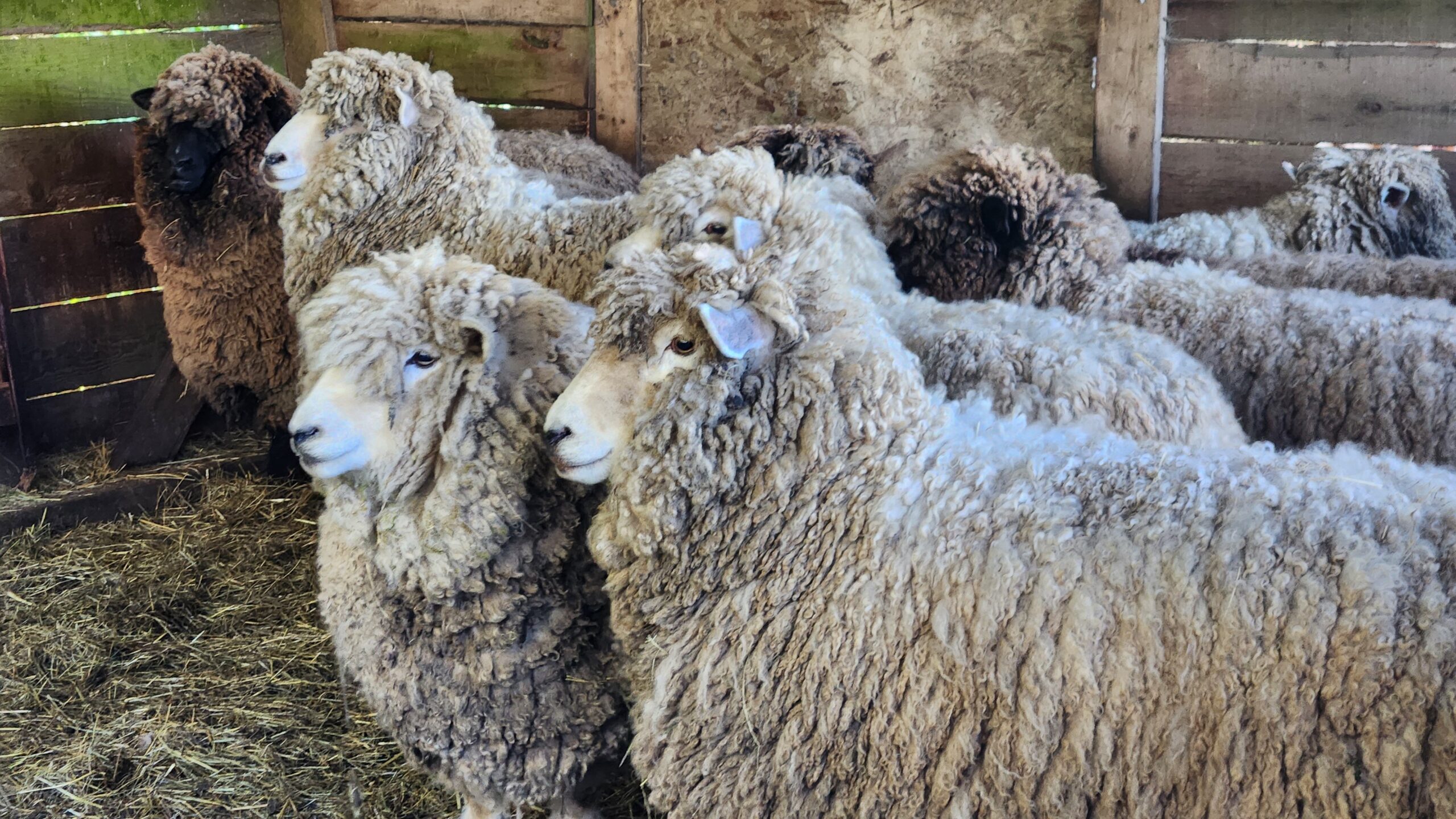 sheep heading to barn at sunset