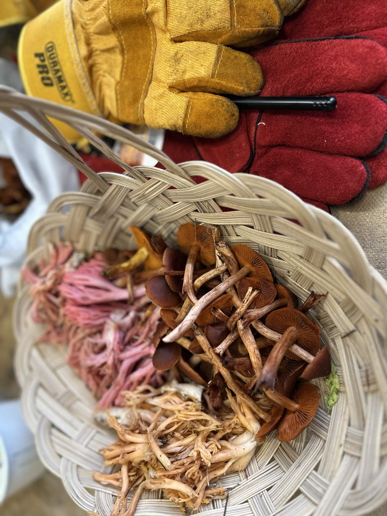 Workshop Report: Mushroom Foraging and Dyeing with the Alberni Valley ...