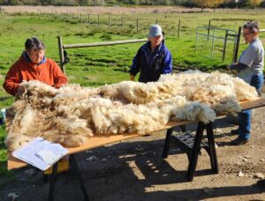 three woman standing around a large Romney sheep fleece laid out on a plywood table. Green fields in background.