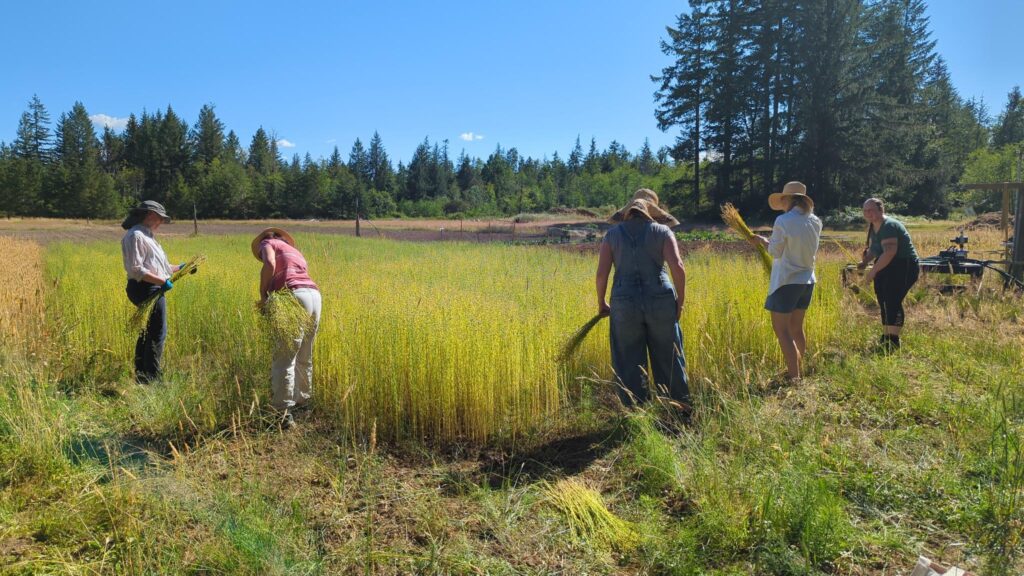 5 people harvesting waist-high yellowing flax plants