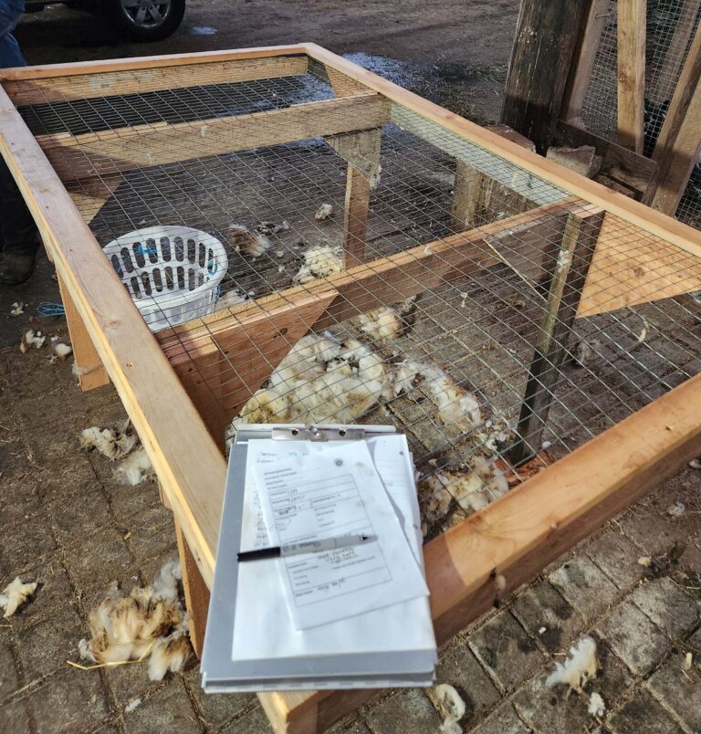 wood and wire mesh table with clipboard and wool fleece