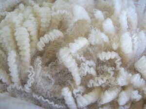 clean white locks of wool with beautiful shiny lustre and tight crimp.