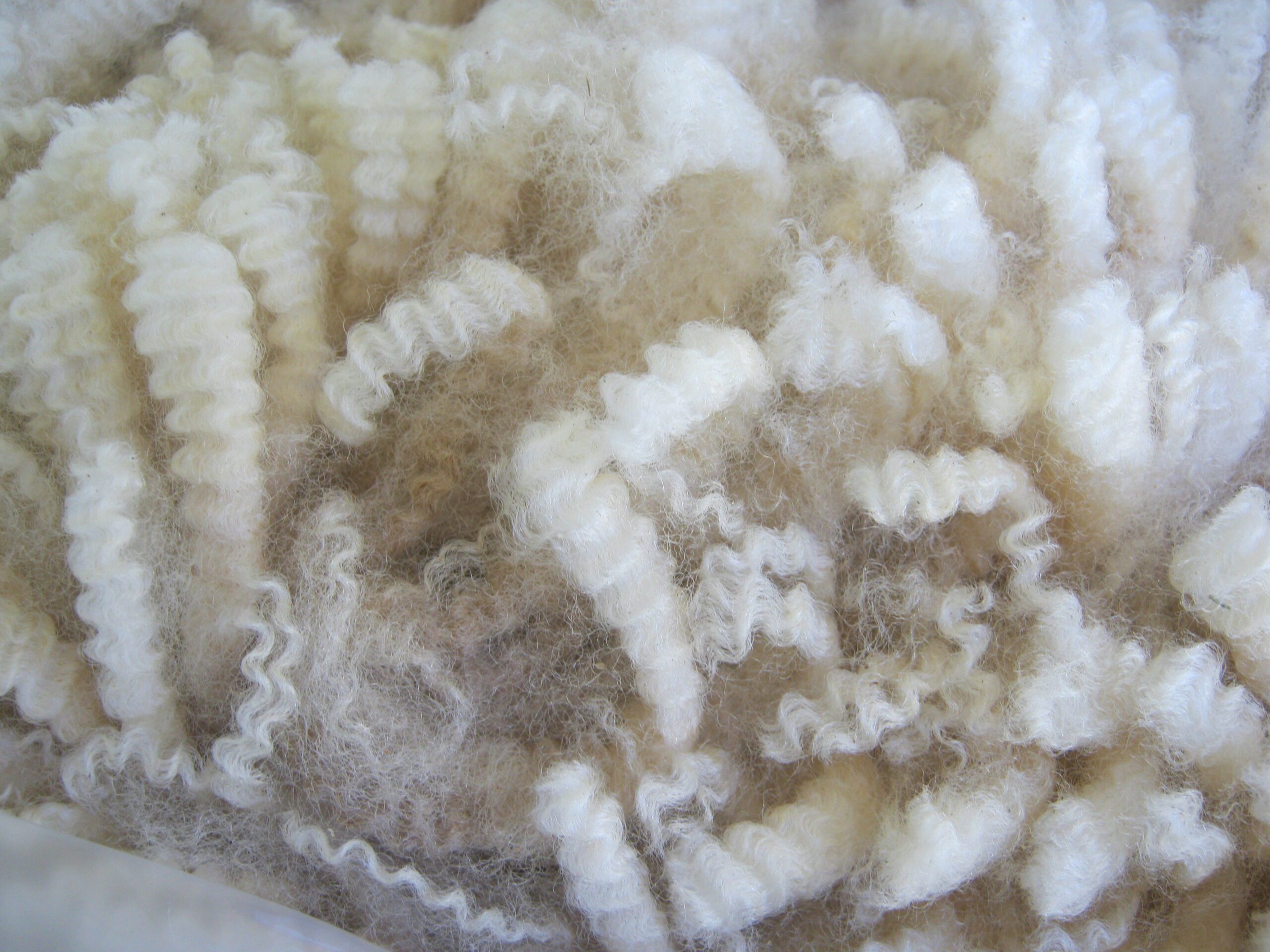 clean white locks of wool with beautiful shiny lustre and tight crimp.